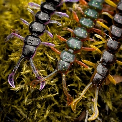 Westin Centipede Creaturebait 9.5cm